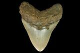 Fossil Megalodon Tooth - North Carolina #124957-1